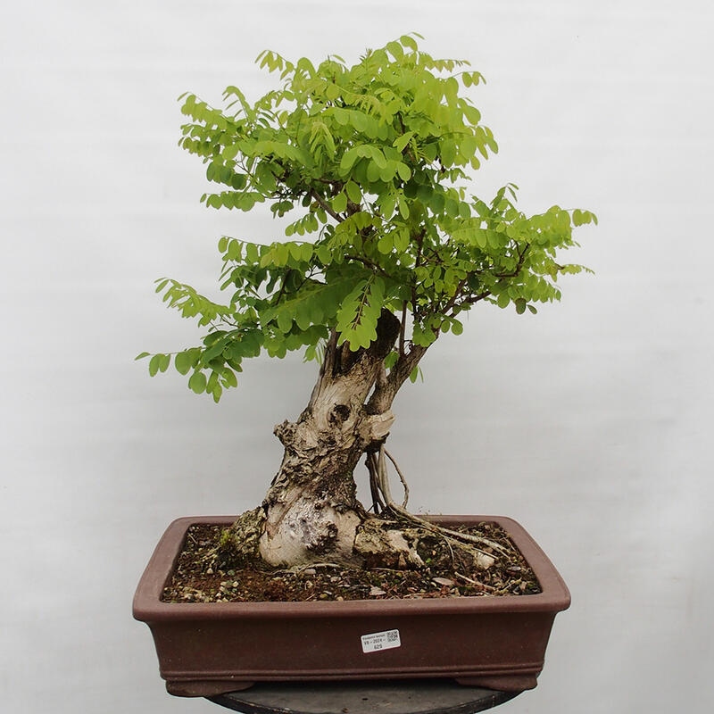 Outdoor bonsai - Acacia - Robinia pseudoacacia