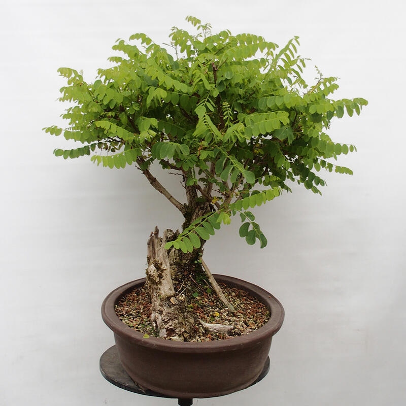 Outdoor bonsai - Acacia - Robinia pseudoacacia