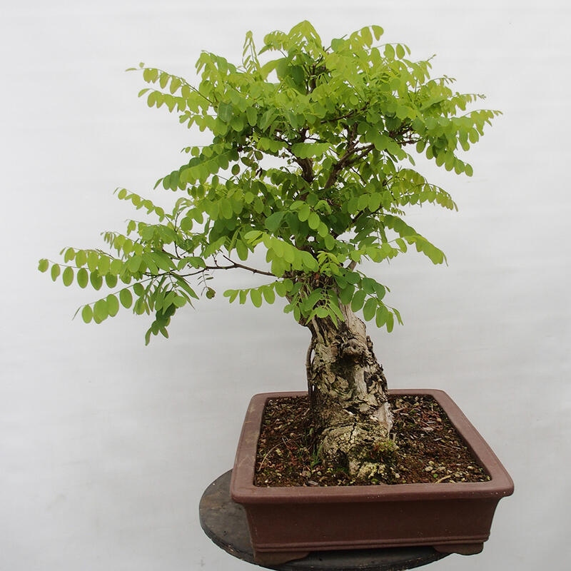 Outdoor bonsai - Acacia - Robinia pseudoacacia