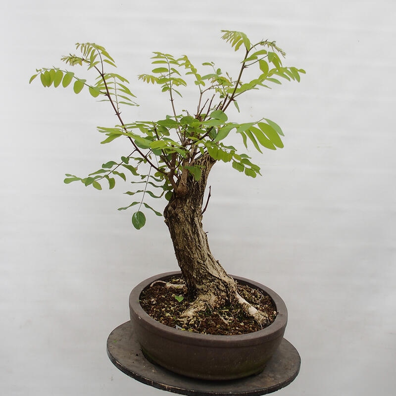 Outdoor bonsai - Acacia - Robinia pseudoacacia