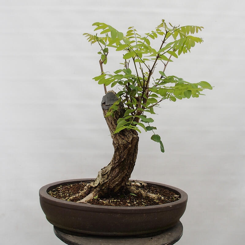 Outdoor bonsai - Acacia - Robinia pseudoacacia