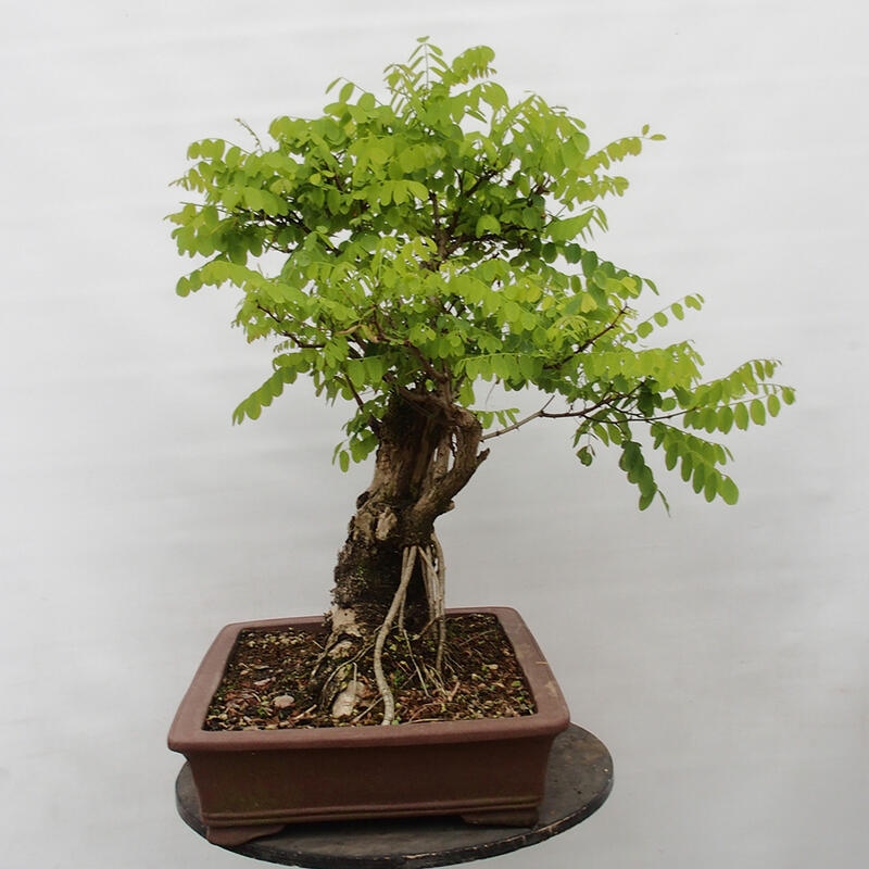 Outdoor bonsai - Acacia - Robinia pseudoacacia