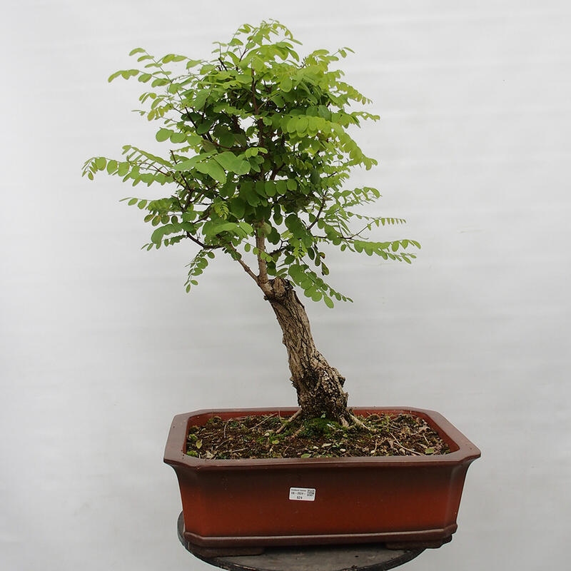 Outdoor bonsai - Acacia - Robinia pseudoacacia