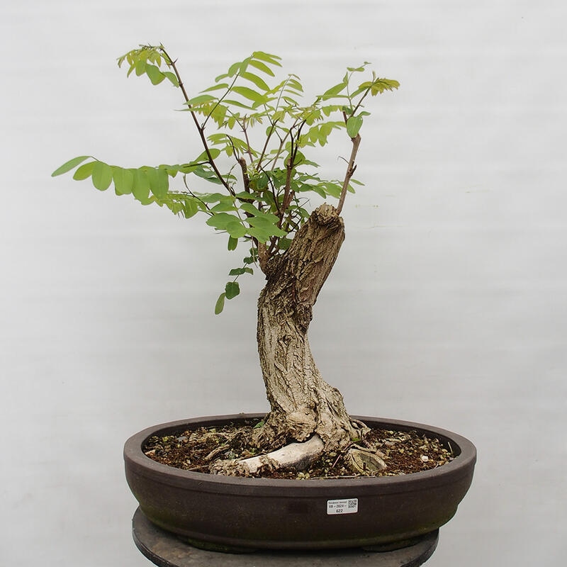 Outdoor bonsai - Acacia - Robinia pseudoacacia