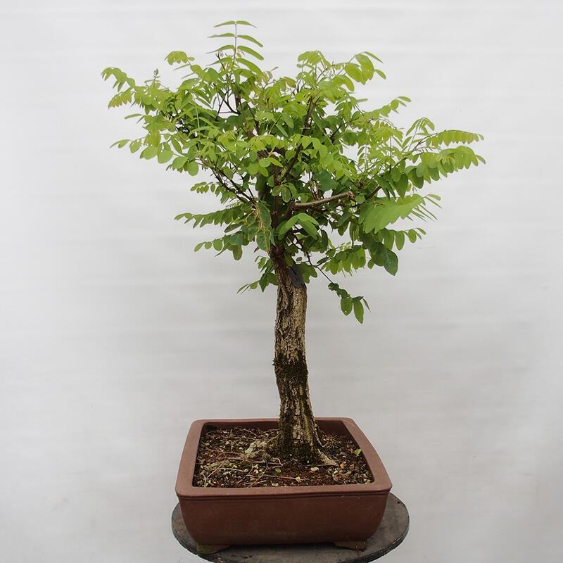 Outdoor bonsai - Acacia - Robinia pseudoacacia