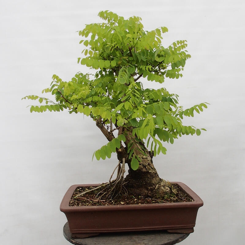 Outdoor bonsai - Acacia - Robinia pseudoacacia