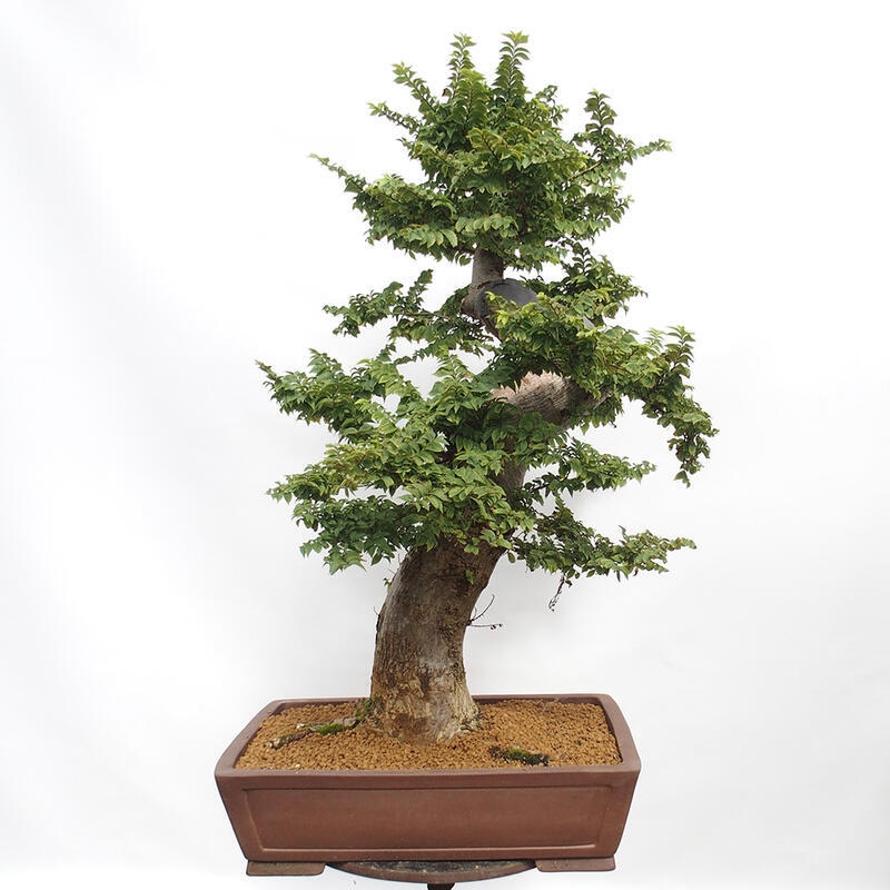 Outdoor bonsai - Ulmus Elegantissima Jack. Hillier-Elm elegant