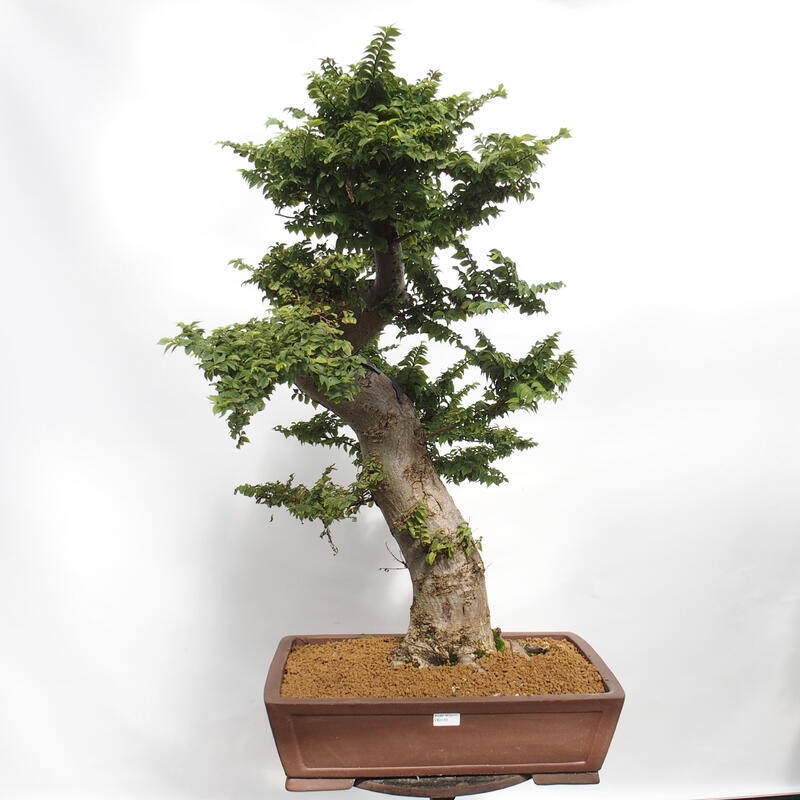 Outdoor bonsai - Ulmus Elegantissima Jack. Hillier-Elm elegant