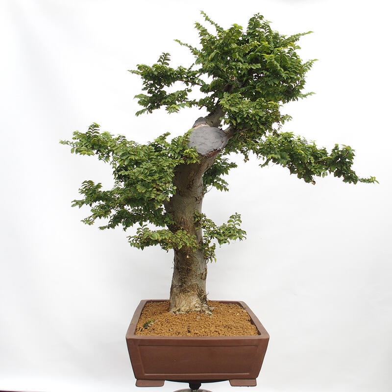 Outdoor bonsai - Ulmus Elegantissima Jack. Hillier-Elm elegant