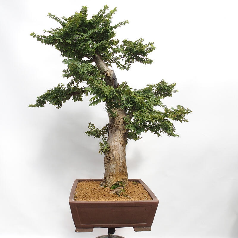 Outdoor bonsai - Ulmus Elegantissima Jack. Hillier-Elm elegant