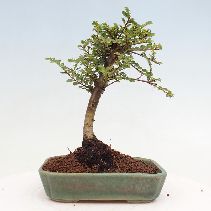 Outdoor bonsai - Ulmus parvifolia Sagei - Small-leaved elm