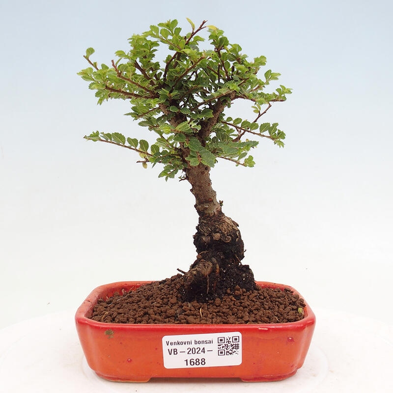 Outdoor bonsai - Ulmus parvifolia Sagei - Small-leaved elm