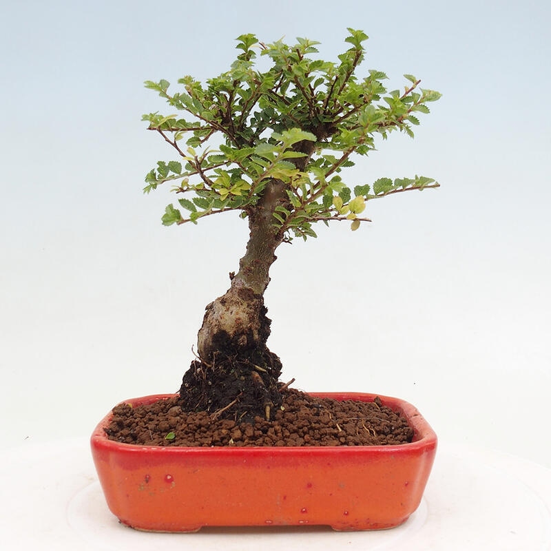 Outdoor bonsai - Ulmus parvifolia Sagei - Small-leaved elm