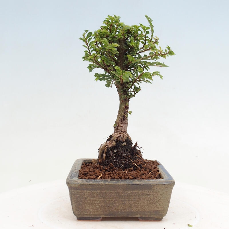 Outdoor bonsai - Ulmus parvifolia Sagei - Small-leaved elm