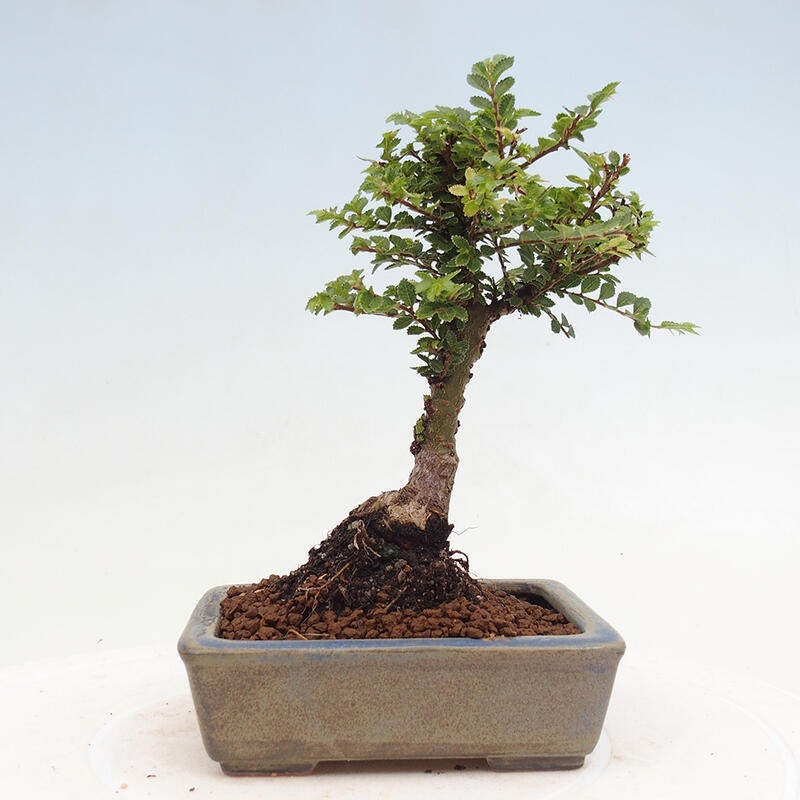 Outdoor bonsai - Ulmus parvifolia Sagei - Small-leaved elm