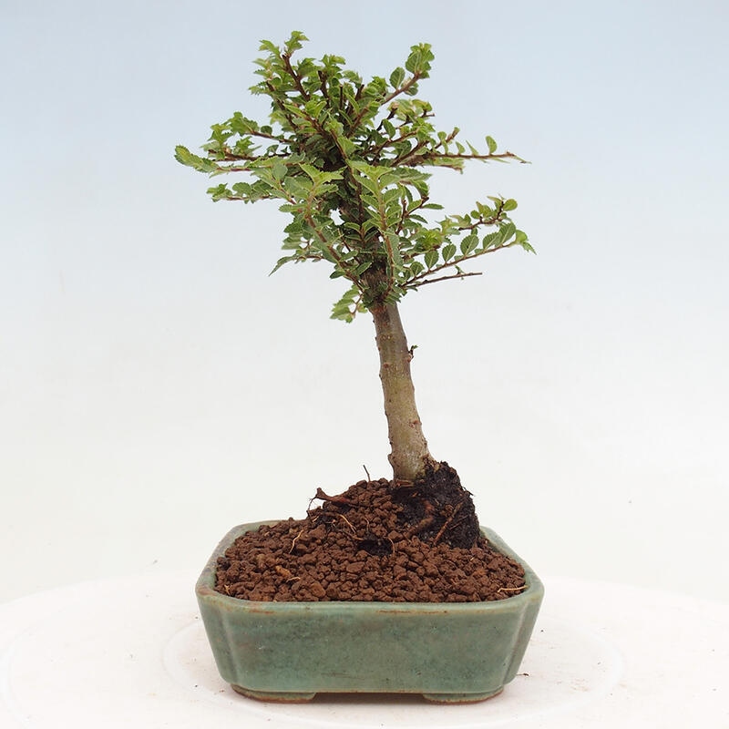 Outdoor bonsai - Ulmus parvifolia Sagei - Small-leaved elm