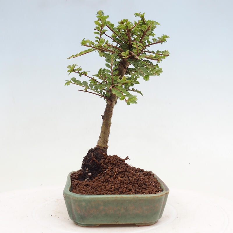 Outdoor bonsai - Ulmus parvifolia Sagei - Small-leaved elm