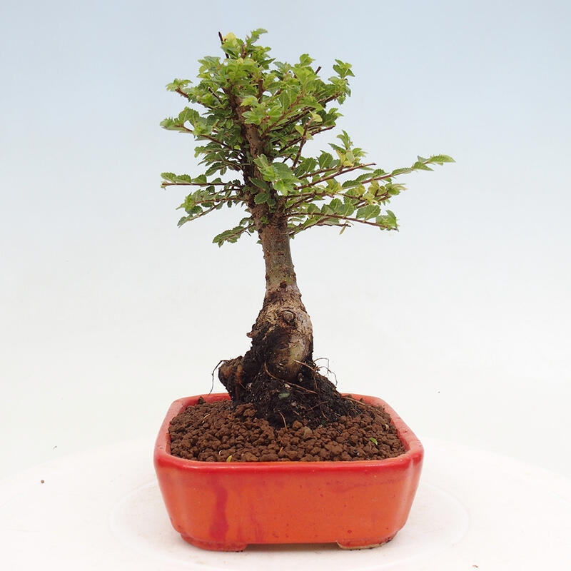 Outdoor bonsai - Ulmus parvifolia Sagei - Small-leaved elm