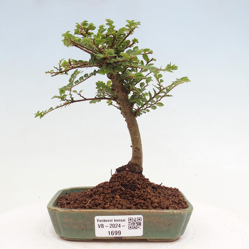 Outdoor bonsai - Ulmus parvifolia Sagei - Small-leaved elm