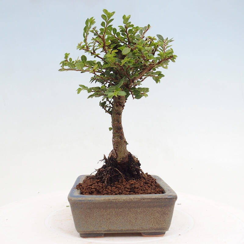 Outdoor bonsai - Ulmus parvifolia Sagei - Small-leaved elm