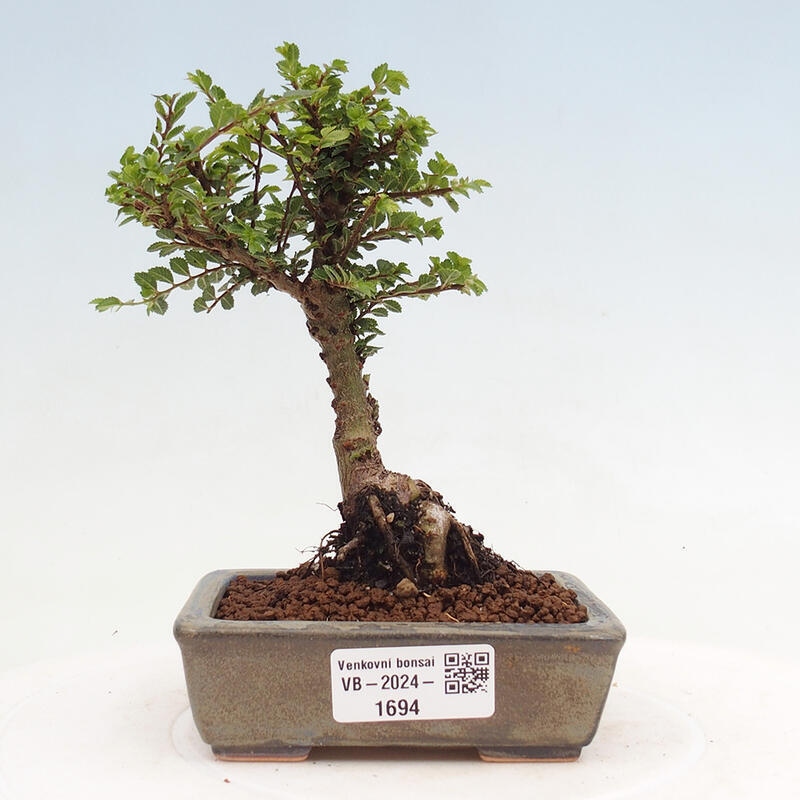 Outdoor bonsai - Ulmus parvifolia Sagei - Small-leaved elm