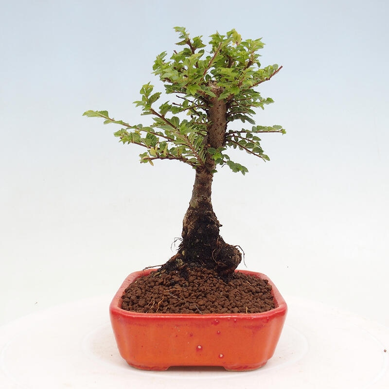 Outdoor bonsai - Ulmus parvifolia Sagei - Small-leaved elm