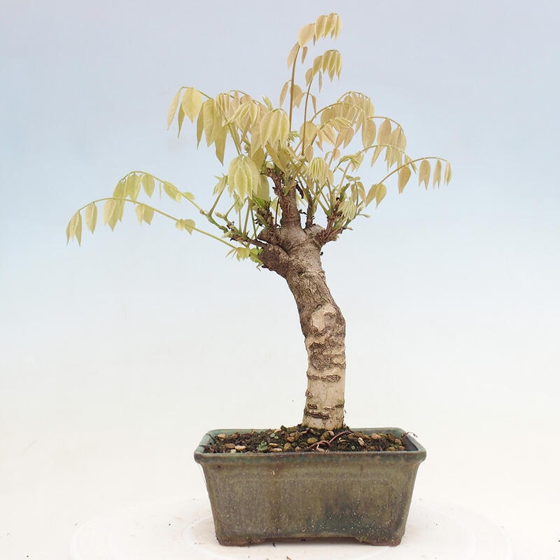 Outdoor bonsai - Wisteria floribunda - Wisteria floribunda