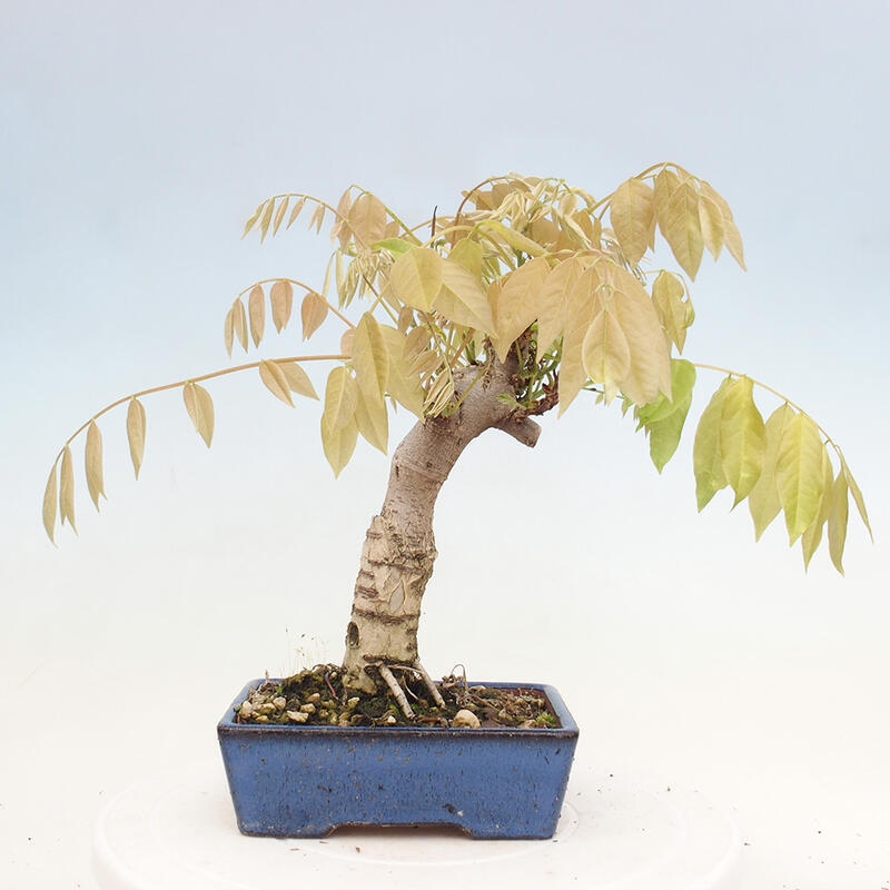 Outdoor bonsai - Wisteria floribunda - Wisteria floribunda