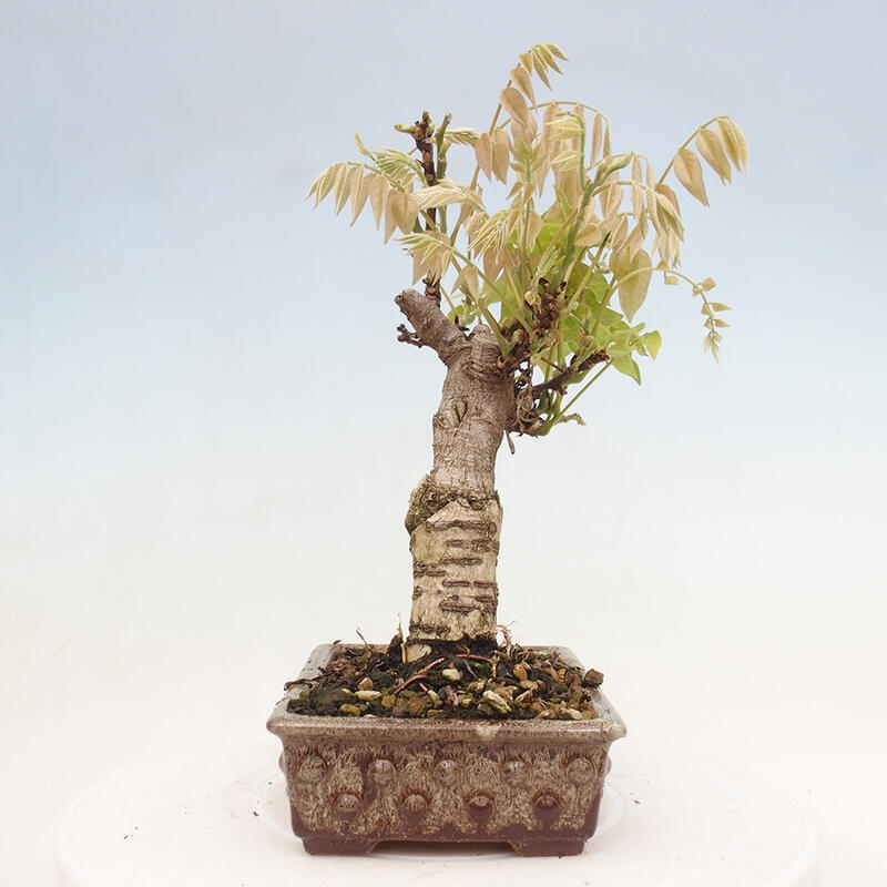 Outdoor bonsai - Wisteria floribunda - Wisteria floribunda