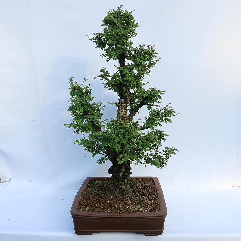 Outdoor bonsai - Zelkova - Zelkova NIRE