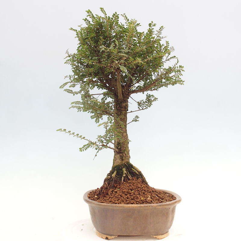 Outdoor bonsai - Zelkova - Zelkova NIRE