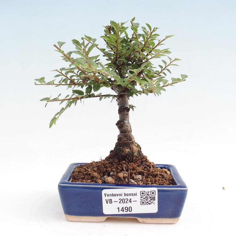 Outdoor bonsai - Zelkova - Zelkova NIRE