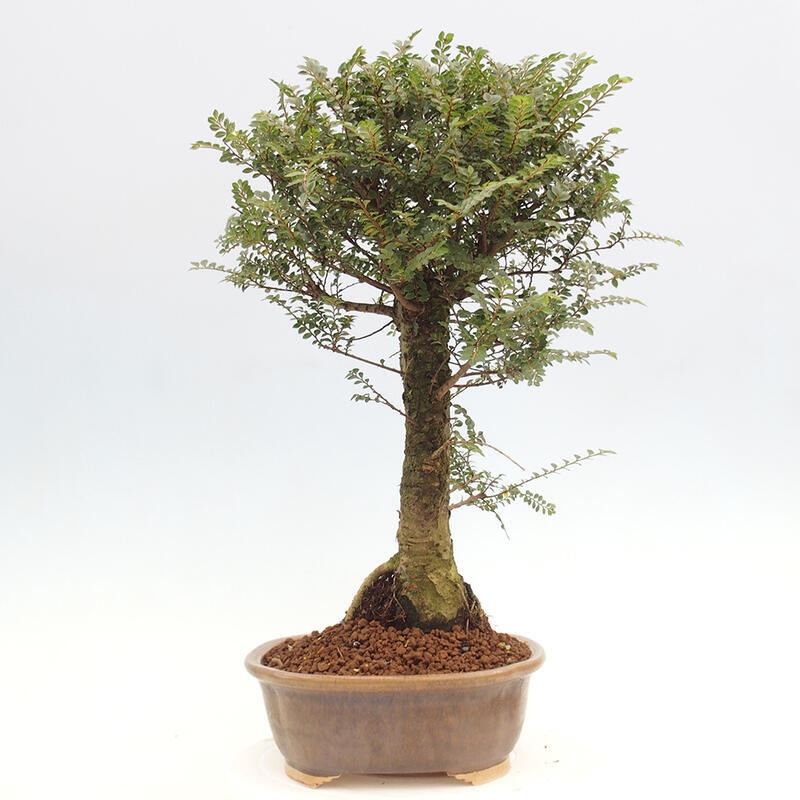 Outdoor bonsai - Zelkova - Zelkova NIRE