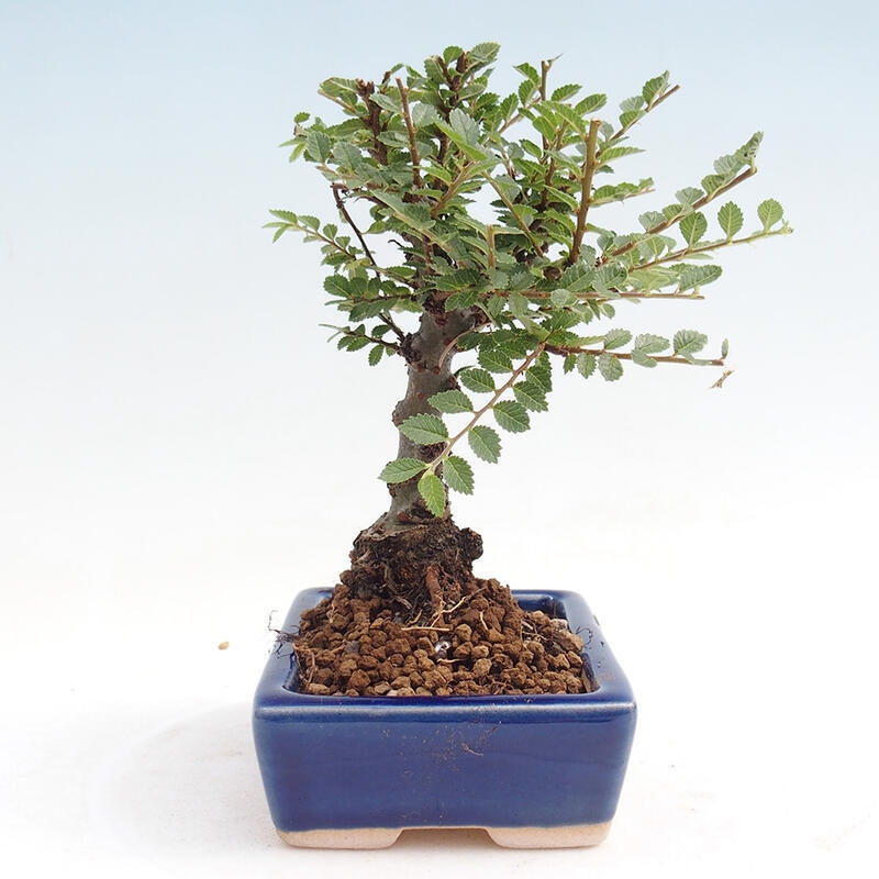 Outdoor bonsai - Zelkova - Zelkova NIRE