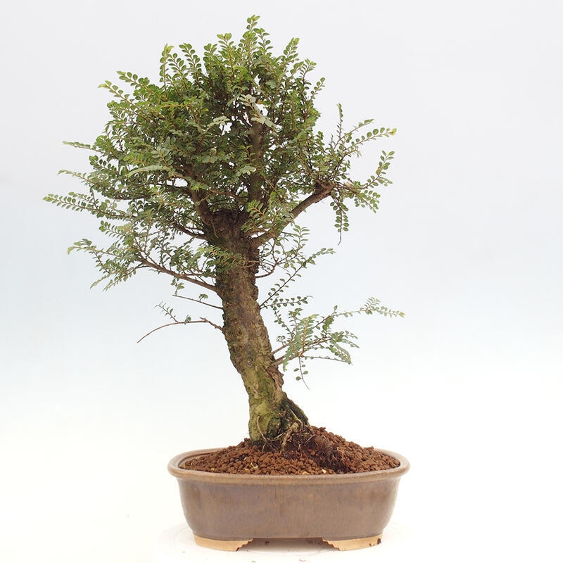 Outdoor bonsai - Zelkova - Zelkova NIRE