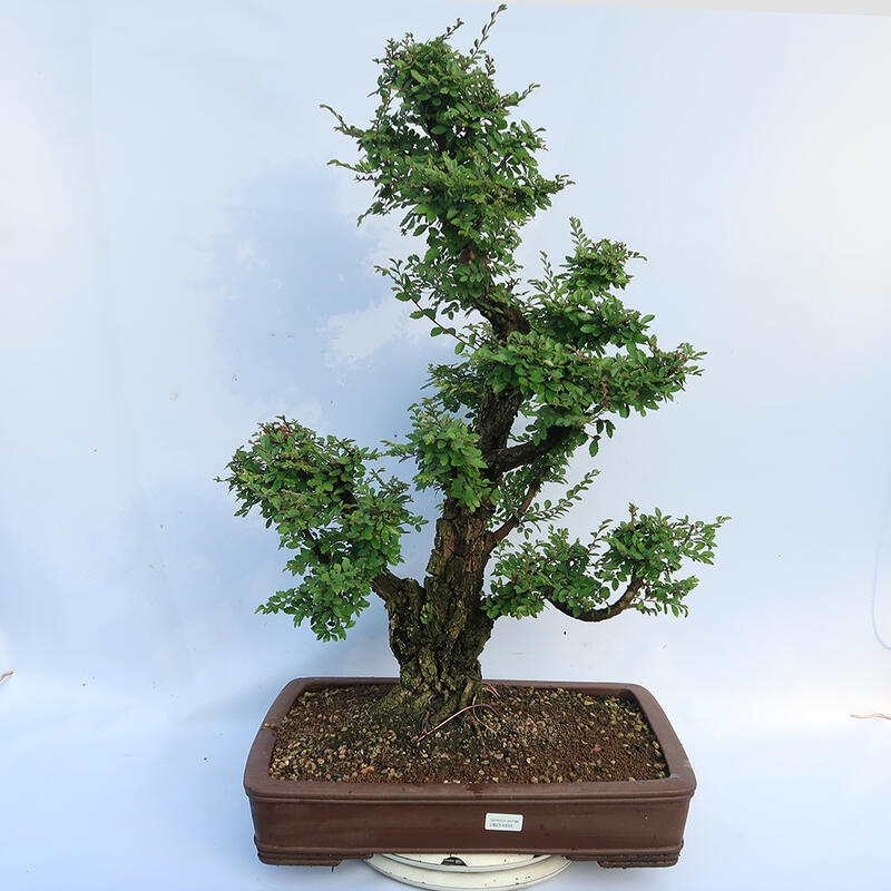 Outdoor bonsai - Zelkova - Zelkova NIRE