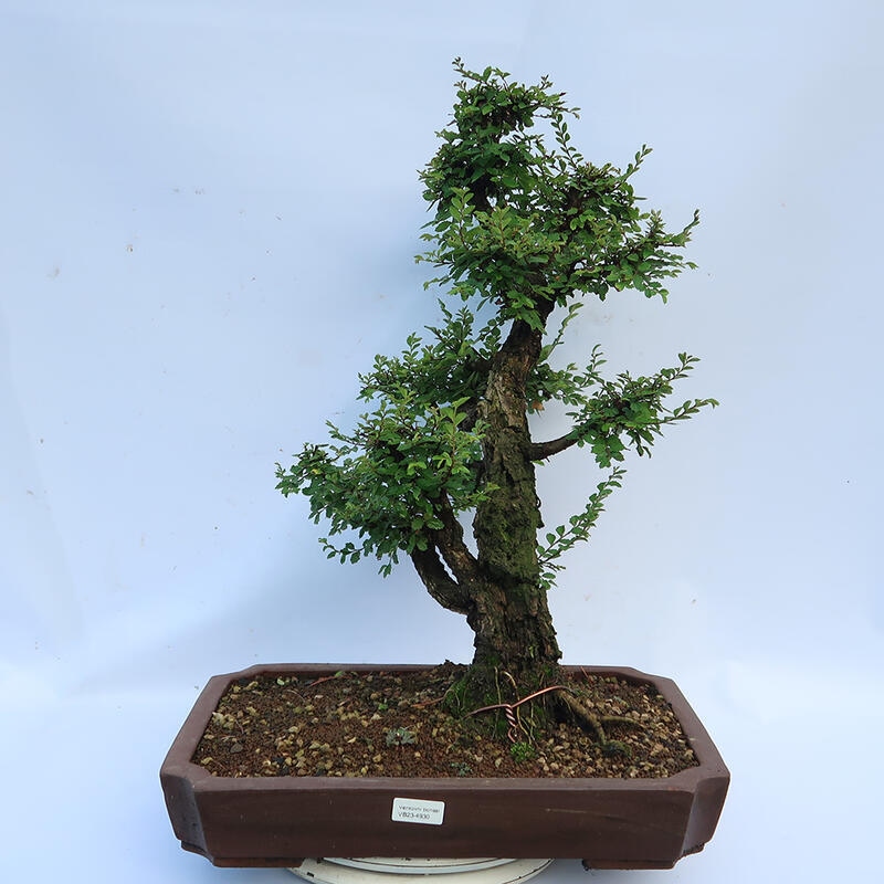 Outdoor bonsai - Zelkova - Zelkova NIRE