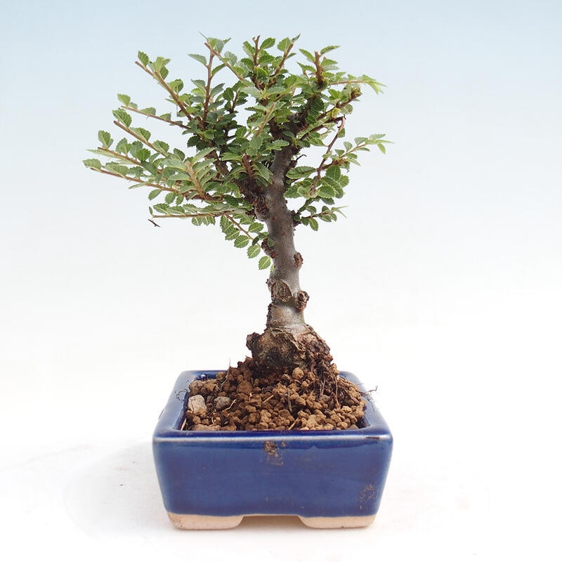 Outdoor bonsai - Zelkova - Zelkova NIRE