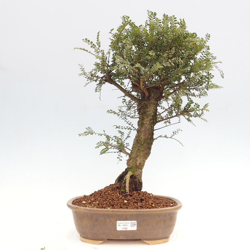 Outdoor bonsai - Zelkova - Zelkova NIRE