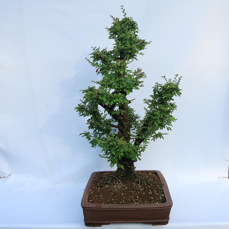 Outdoor bonsai - Zelkova - Zelkova NIRE