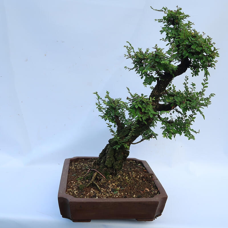 Outdoor bonsai - Zelkova - Zelkova NIRE