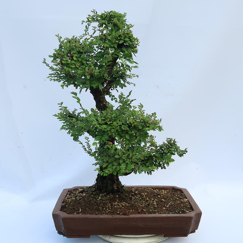 Outdoor bonsai - Zelkova - Zelkova NIRE