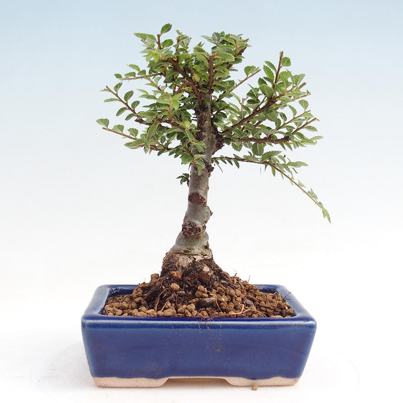 Outdoor bonsai - Zelkova - Zelkova NIRE