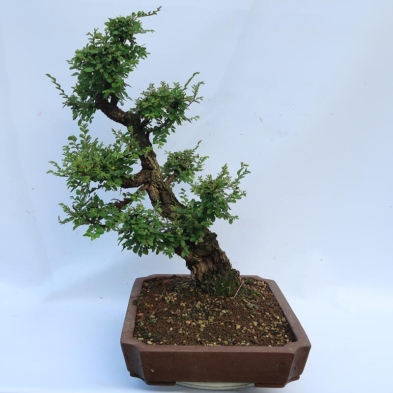 Outdoor bonsai - Zelkova - Zelkova NIRE