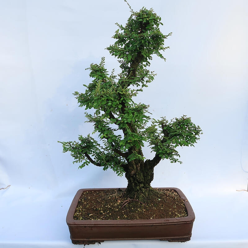 Outdoor bonsai - Zelkova - Zelkova NIRE