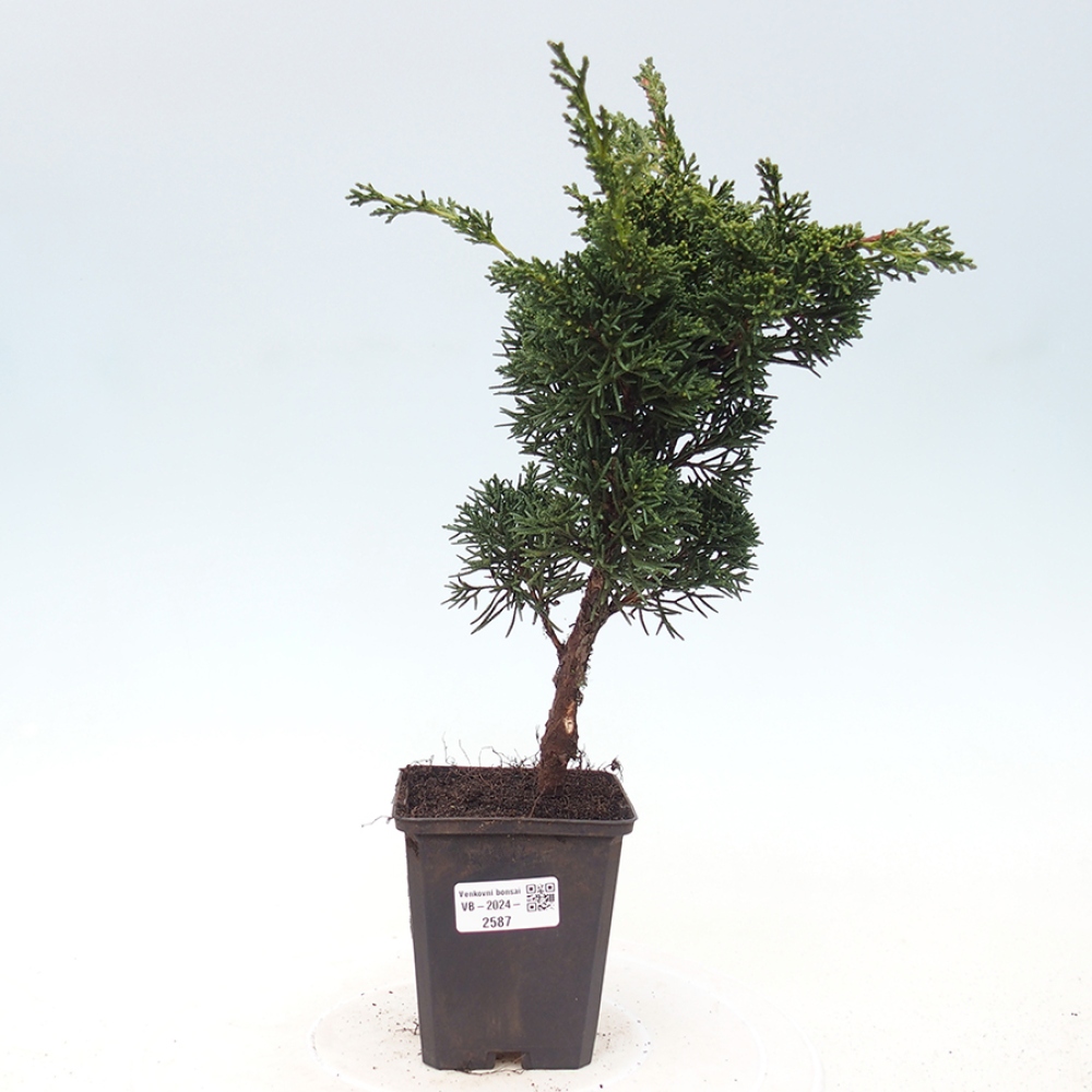 Outdoor bonsai - Juniperus chinensis Kishu - Chinese juniper