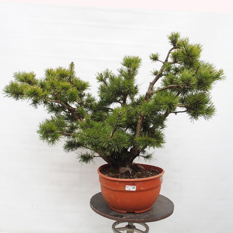 Yamadori - Pinus sylvestris Spain