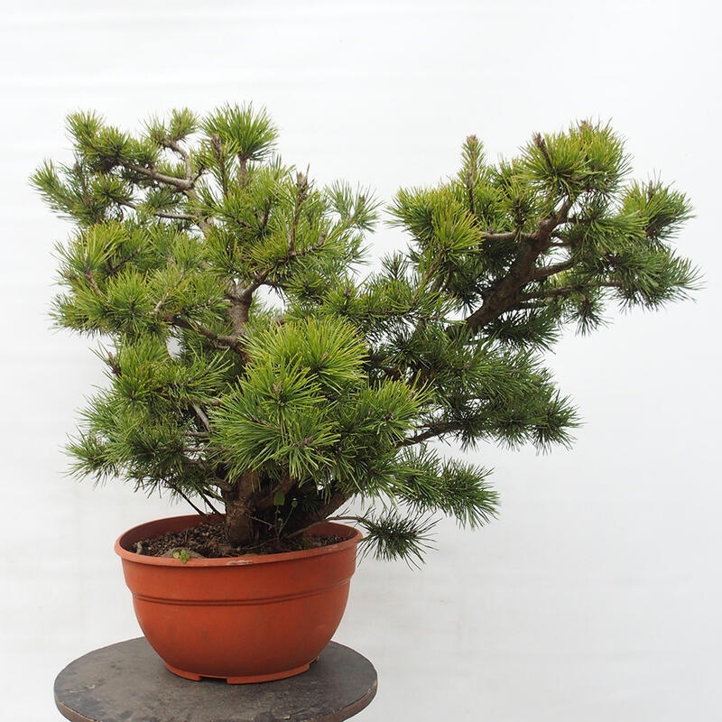 Yamadori - Pinus sylvestris Spain