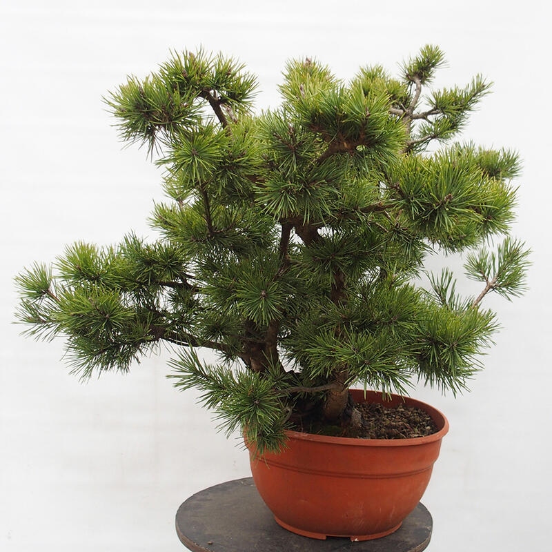 Yamadori - Pinus sylvestris Spain