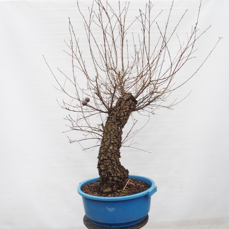 Yamadori - Quercus Ilex - Oak holly